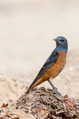 Rode Rotslijster, Rufous-tailed Rock Thrush, Monticola saxatilis