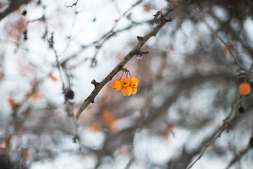 Tree branches with rowan berries