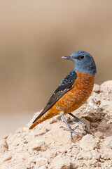 Rode Rotslijster, Rufous-tailed Rock Thrush, Monticola saxatilis