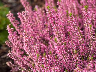 Obraz premium Blooming purple pink heather flowers, floral natural background, selective focus