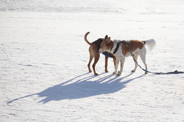 Dogs playing with the snow while walking at the forest
