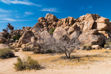 dramatic and beautiful landscape photo of Joshua Tree National Park in California,USA.