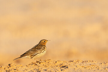 Fototapeta premium Roodkeelpieper, Red-throated Pipit, Anthus cervinus