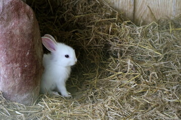 Cute white baby rabbit sitting on dry grass in rabbit's house. Selective focus. Animal and Easter day concept.