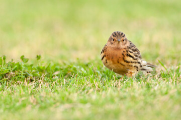 Fototapeta premium Roodkeelpieper, Red-throated Pipit, Anthus cervinus
