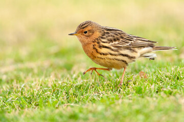 Roodkeelpieper, Red-throated Pipit, Anthus cervinus