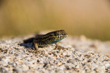 a lizard, gecko in Joshua Tree National park in the Mojave Desert in California.