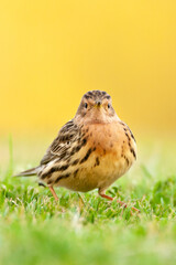 Roodkeelpieper, Red-throated Pipit, Anthus cervinus