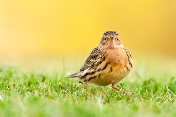 Roodkeelpieper, Red-throated Pipit, Anthus cervinus