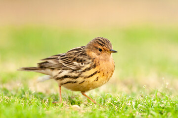 Roodkeelpieper, Red-throated Pipit, Anthus cervinus