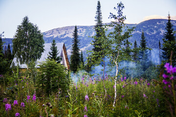 flowers in the mountains