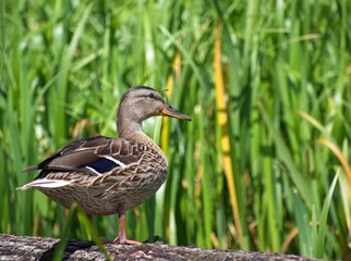 Wild duck standing on a log on a bright day, close-up. Mallard duck, in the wild, side view.