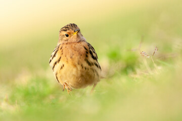 Roodkeelpieper, Red-throated Pipit, Anthus cervinus