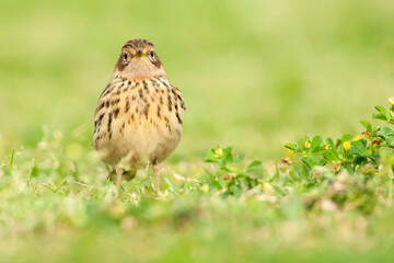 Roodkeelpieper, Red-throated Pipit, Anthus cervinus