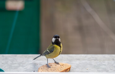 Little cute tit bird-eating bread at the front of the window. Titmice bird