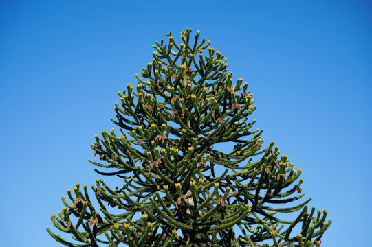 Araucaria imbricata hi-res stock photography and images - Alamy