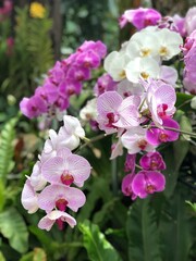 An Asian variety of Orchid. Many flowering plants among the greenery.