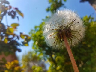 dandelion seeds on the wind under the blue sky on a summer day