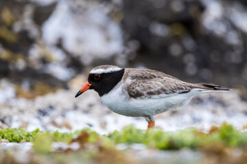 Shore Plover, Thinornis novaeseelandiae