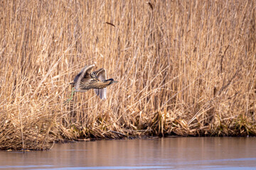 Rohdommel (botaurus stellaris) am Federsee