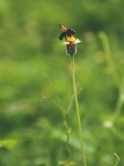bee on a yellow flower