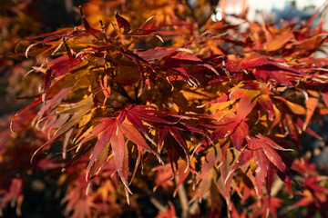 Beautiful Japanese Red Maple Leaves during Autumn at Madison Square Park in New York City