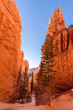 Pine trees grow in a narrow canyon with red, sandstone walls along the Navajo Loop Train in Bryce National Park, Utah
