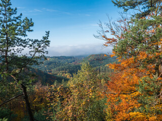Obraz premium Panoramic view of colorful vivid deciduous beech and pine tree forest and hills from viewpoint called Vyhlidka na Rip at nature park Kokorinsko, Czech republic. Autumn sunny day.