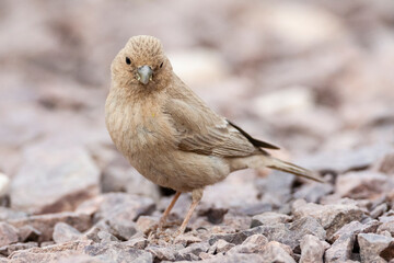 Sinairoodmus, Sinai Rosefinch, Carpodacus synoicus