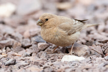 Sinairoodmus, Sinai Rosefinch, Carpodacus synoicus