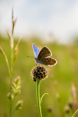 Bläuling auf verblühter Pflanze