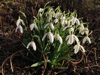 spring snowdrop flowers