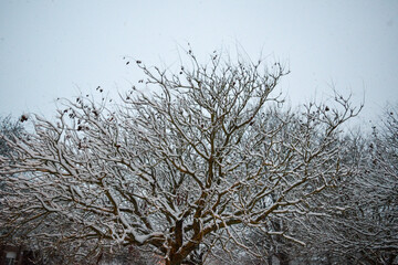 Nieve en las ramas