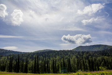 clouds over the forest