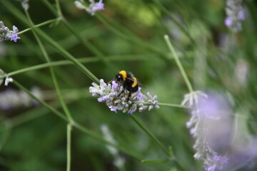 bee on a flower