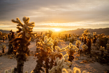 Sunrise over Cholla Cactus Garden © Brent