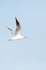 Dunbekmeeuw, Slender-billed Gull, Chroicocephalus genei