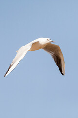 Dunbekmeeuw, Slender-billed Gull, Chroicocephalus genei