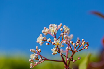 Obraz premium Blue sky and blooming small white flowers in springtime. Shallow depth of field.