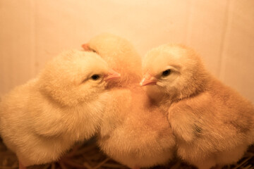 Pollos recién nacidos 