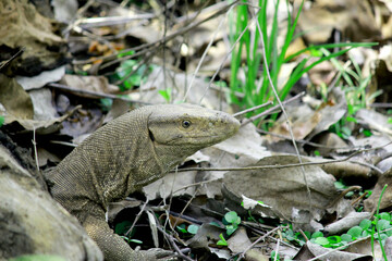 Fototapeta premium Head of common Indian monitor lizards.