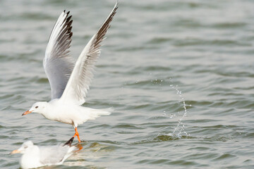 Dunbekmeeuw, Slender-billed Gull, Chroicocephalus genei