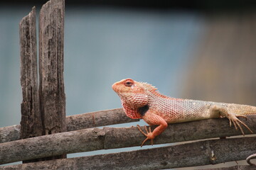 Lizard, reptiles sitting on wood.