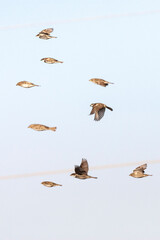 Spaanse Mus, Spanish Sparrow, Passer hispaniolensis
