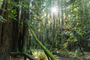 Sun shining through Muir Woods, California