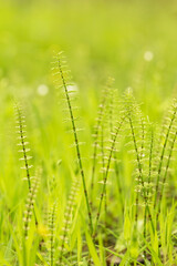 Abstract nature green yellow background. Spring summer meadow grass, horsetail and plants with beautiful bokeh