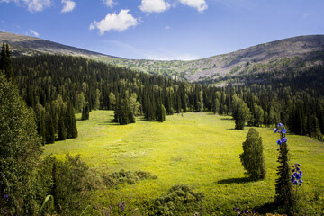 forest in the mountains