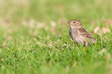 Fototapeta premium Spaanse Mus, Spanish Sparrow, Passer hispaniolensis