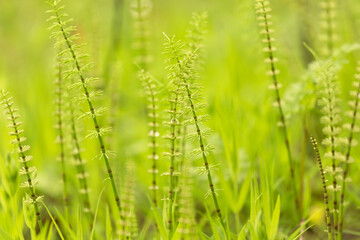Fototapeta na wymiar Abstract nature green yellow background. Spring summer meadow grass, horsetail and plants with beautiful bokeh