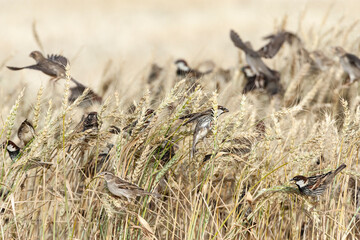 Spaanse Mus, Spanish Sparrow, Passer hispaniolensis